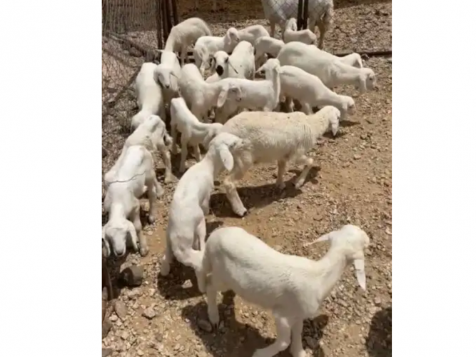  غنم ولد