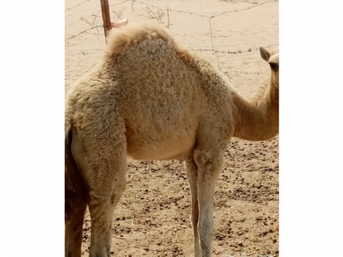  بكره عمرها فوق 3شهور