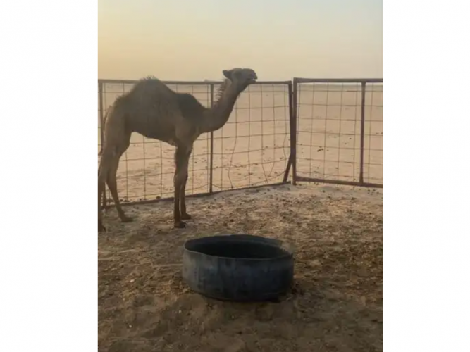  للبيع حشو