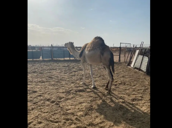  ابل البيع