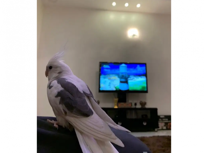  كروان هولندي مفقود