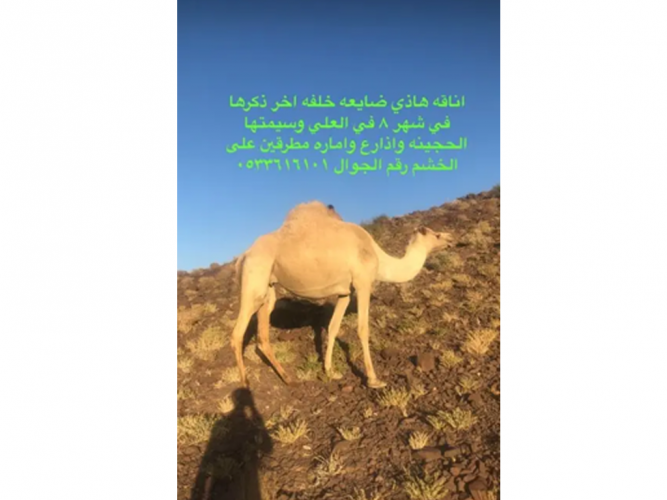  ناقه خلفه ضايعه