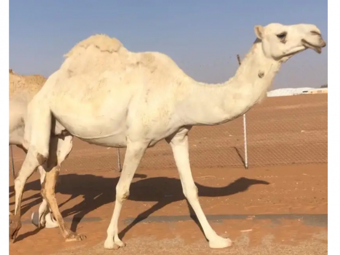  ضروبه وضحا طيبه