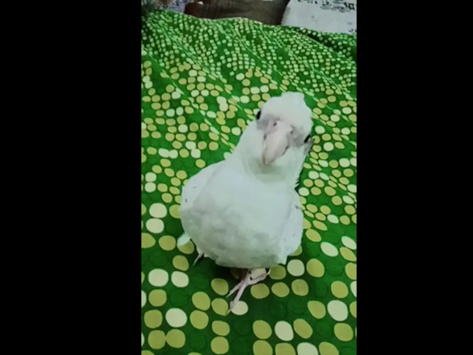  مفقود جبره