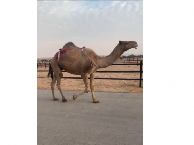  شعلاء معشر