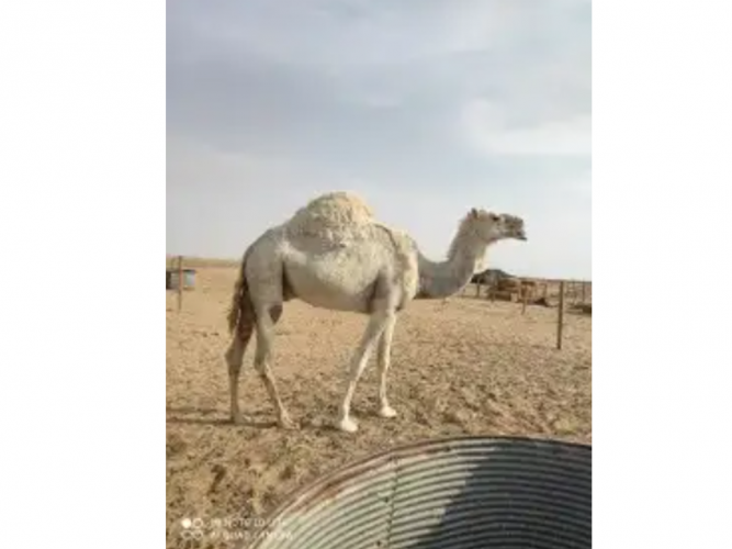  ناقه وضحى 