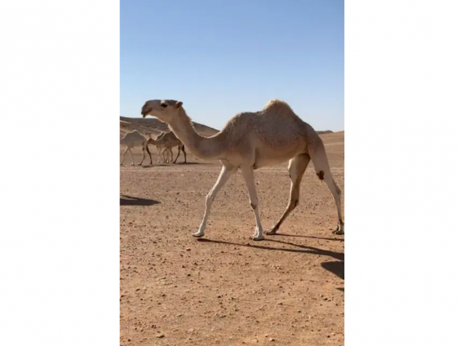  ضروبه جذعه