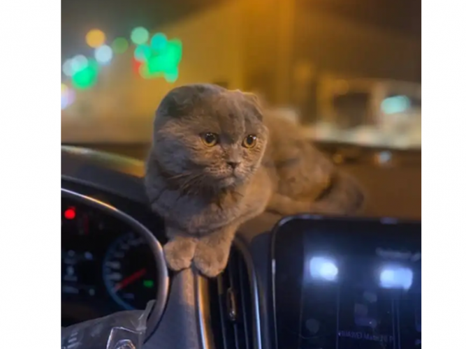  سكوتش فولد