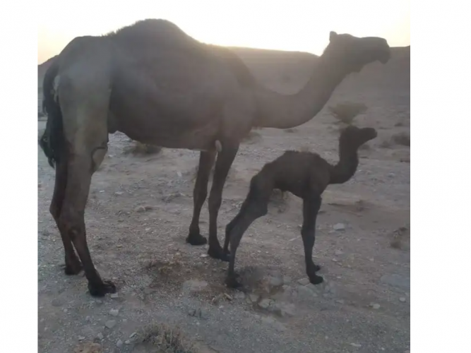  خلفه للبيع