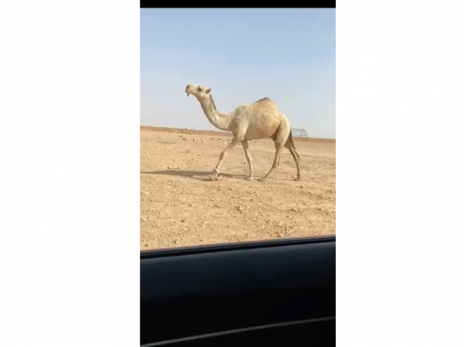  قعود اشقح باتلي كفو
