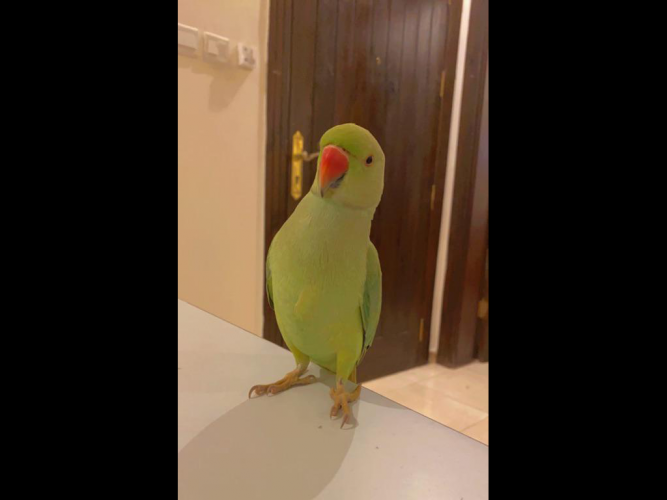  ببغاء درة هندي
