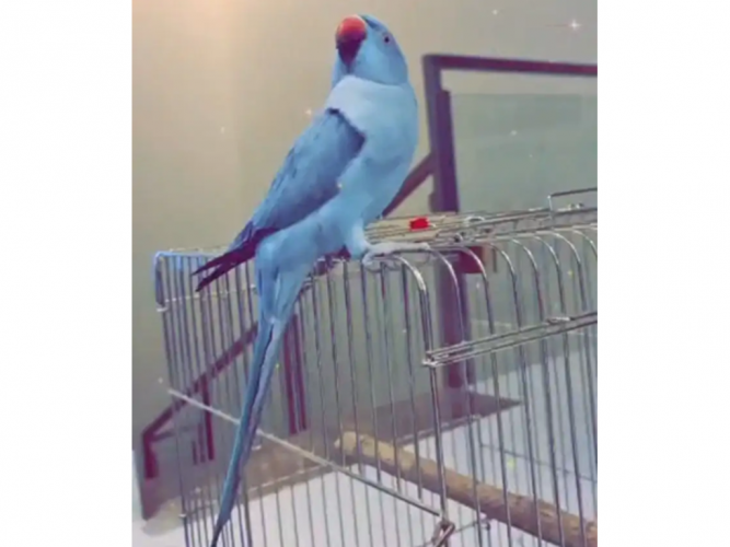  طير دره مفقود ضايع حي المهدية