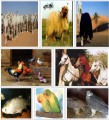 مفقودات قسم الحيوانات